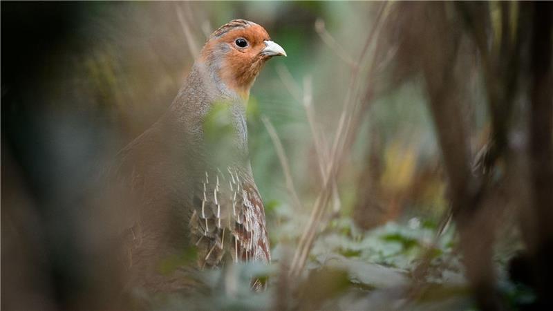 Ein Rebhuhn sitzt in einem Gehege des Zoologischen Gartens Wilhelma