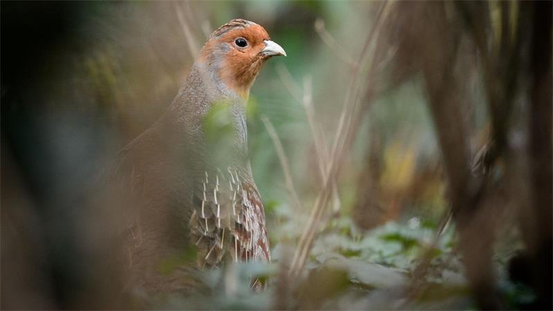 Ein Rebhuhn sitzt in einem Gehege des Zoologischen Gartens Wilhelma.