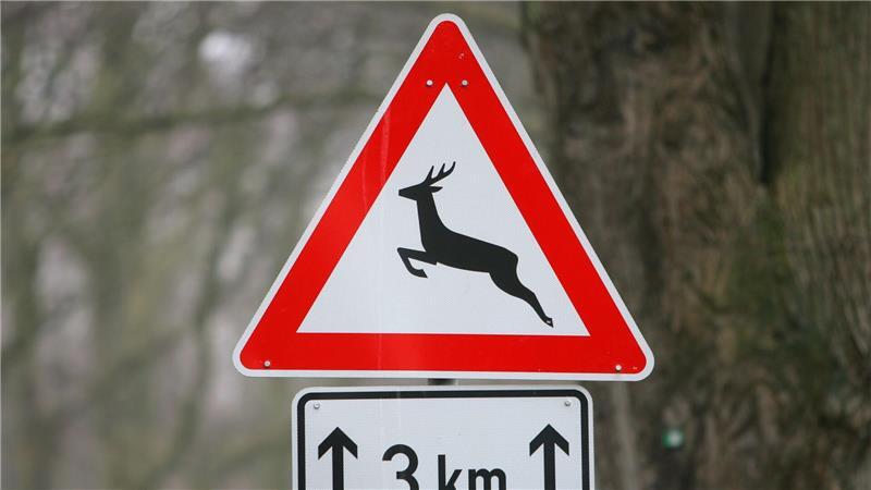 Ein Reh auf der Straße hatte den Unfall ausgelöst. (Symbolbild)