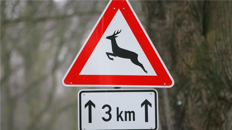 Ein Reh ist bei dem Unfall in Garbsen verendet. (Symbolbild)