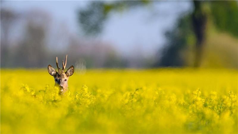 Ein Rehbock schaut morgens aus einem gelben Rapsfeld.