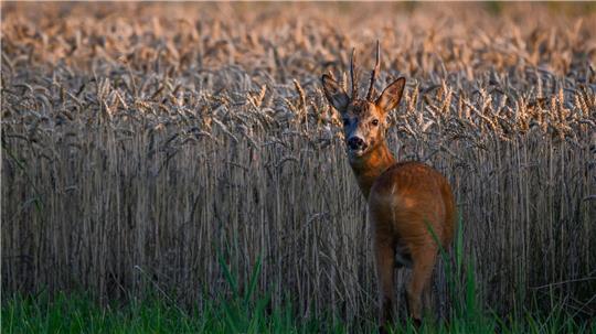 Ein Rehbock steht im letzten Tageslicht an einem Getreidefeld im Oderbruch im östlichen Brandenburg.