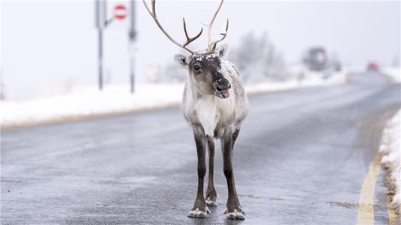 Ein Rentier steht auf der Straße bei Aviemore in Großbritannien.
