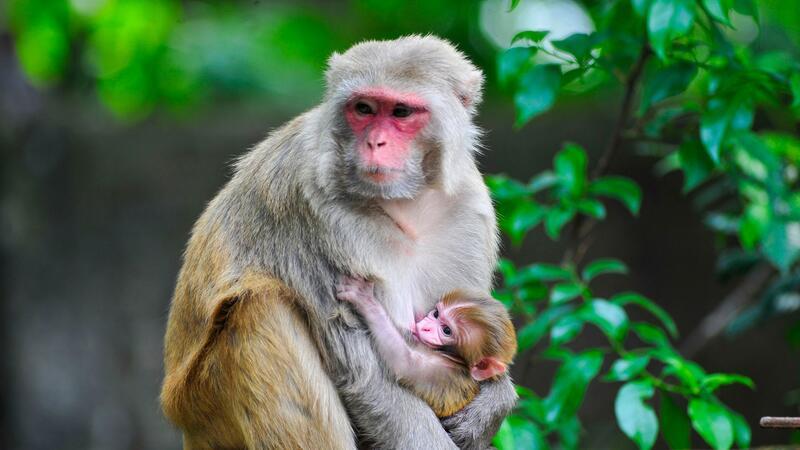 Ein Rhesusaffen-Baby ist im Arm seiner Mutter.