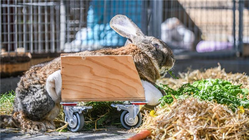Gelähmtes Kaninchen Hot Wheels rollt sich ins Leben zurück Ein Riesenkaninchen kann sich mit Hilfe eines selbst gebauten Rollators fortbewegen.
