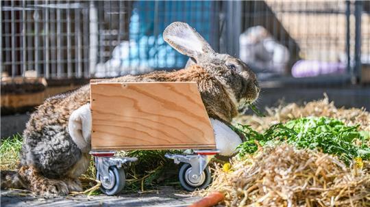 Ein Riesenkaninchen kann sich mit Hilfe eines selbst gebauten Rollators fortbewegen.
