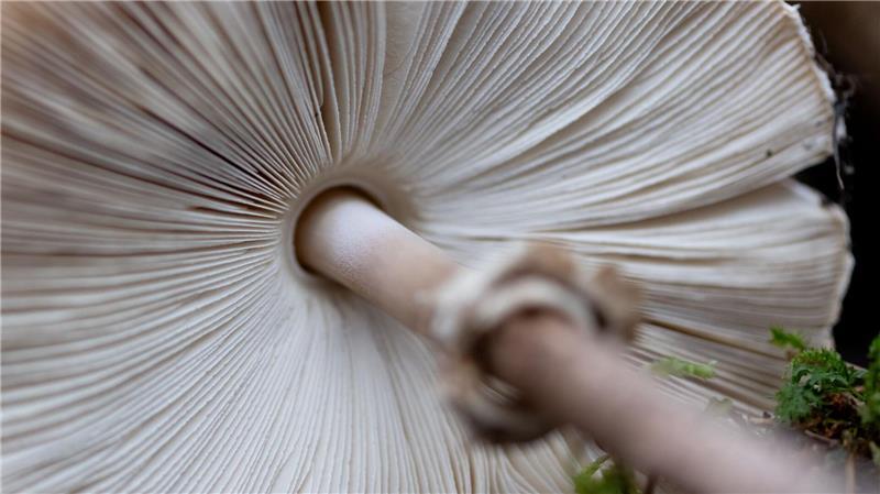 Ein Riesenschirmling ist in der Ausstellung „Pilze“ im botanischen Garten München zu sehen. 