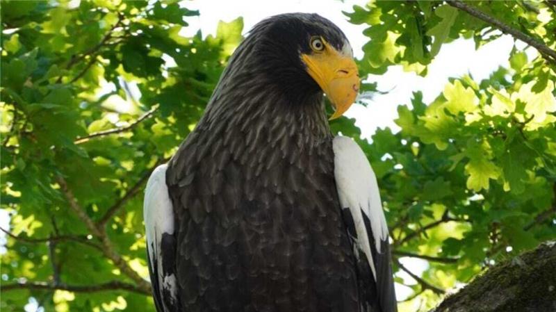 Jagd auf den Riesenseeadler im Kreis Cuxhaven ist eröffnet Ein Riesenseeadler sorgt zurzeit in Neuenkirchen für Aufsehen. Mehrfach ist er in den vergangenenen Tagen dort gesichtet worden. Foto: Ursel Richelshagen / NABU