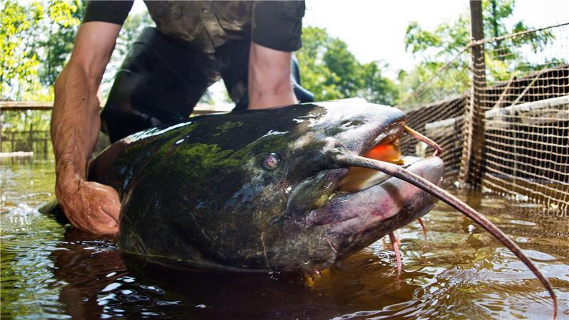 Fünf Badegäste gebissen: Polizist erschießt Zwei-Meter-Fisch Ein Riesenwels ähnlich wie dieser hat in Bayern fünf Badegäste verletzt. (Symbolbild)