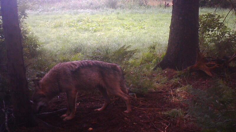 Ein Rüde, festgehalten von einer Wildkamera im Aschhorner Moor. Mit dem Drochterser und dem Oldendorfer Rudel gibt es zwei bestätigte Wolfsfamilien im Landkreis. Zwei weitere sind wahrscheinlich.