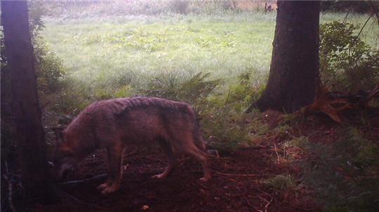 Ein Rüde, festgehalten von einer Wildkamera im Aschhorner Moor. Mit dem Drochterser und dem Oldendorfer Rudel gibt es zwei bestätigte Wolfsfamilien im Landkreis. Zwei weitere sind wahrscheinlich.