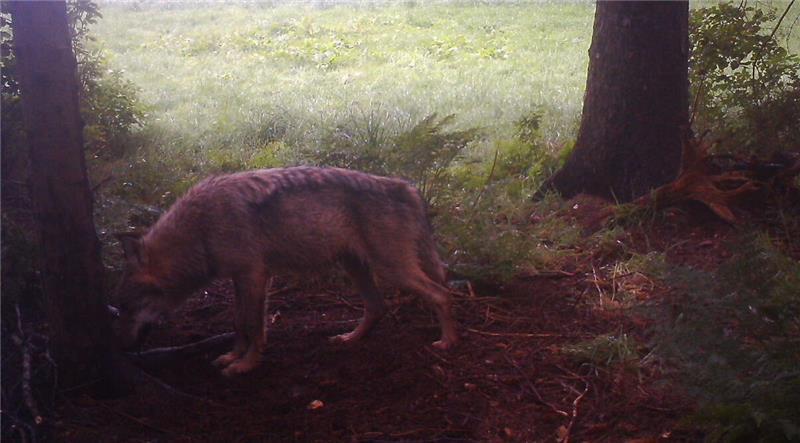 Warum aus den ersten Wölfen rasch viele wurden – Bürgerprotest angekündigt Ein Rüde, festgehalten von einer Wildkamera im Aschhorner Moor. In Drochtersen und Oldendorf gibt es bestätigte Wolfsfamilien im Landkreis Stade. (Archivbild)