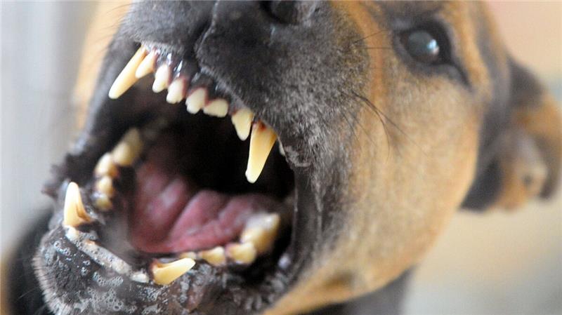 Ein Schäferhund biss einem Kind in die Hand. Symbolbild: Stache/dpa