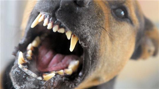 Ein Schäferhund biss einem Kind in die Hand. Symbolbild: Stache/dpa