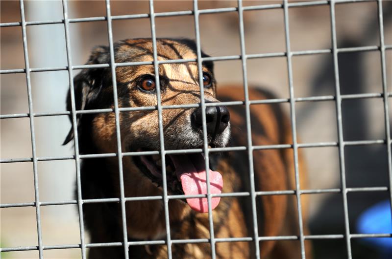 Verein Tierwork baut Netzwerk auf Ein Schäferhund schaut aus seinem Zwinger. Foto: Uwe Zucchi/dpa