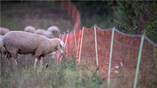 Ein Schaf grast auf einer Weide an einem Weideschutzzaun. Doch dieser "Schutz" ist oft wenig effektiv (Symbolbild).