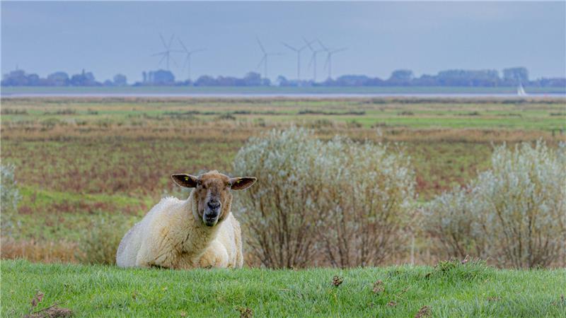 Ein Schaf interessiert sich für den „Vogelkieker“ - im Hintergrund der Allwördener Außendeich mit Wildgänsen und die Elbe.