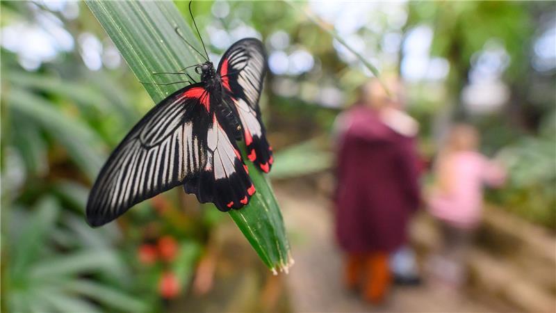 Ein Scharlachroter Ritter sitzt im Schmetterlingshaus vom Elbauenpark in Magdeburg auf einem Blatt einer Tropenpflanze. 