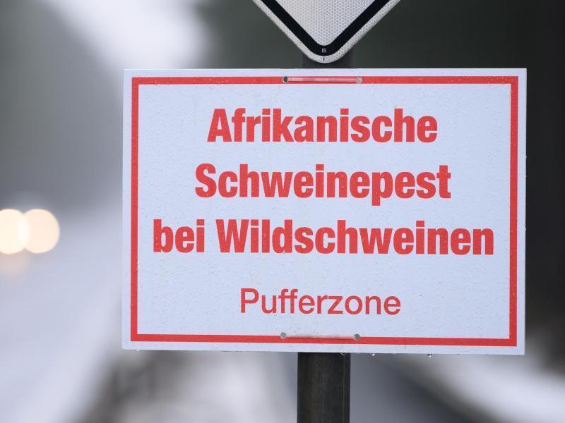 Ein Schild mit der Aufschrift «Afrikanische Schweinepest bei Wildschweinen, Pufferzone». Foto: Sebastian Kahnert/dpa-Zentralbild/dpa/Symbolbild