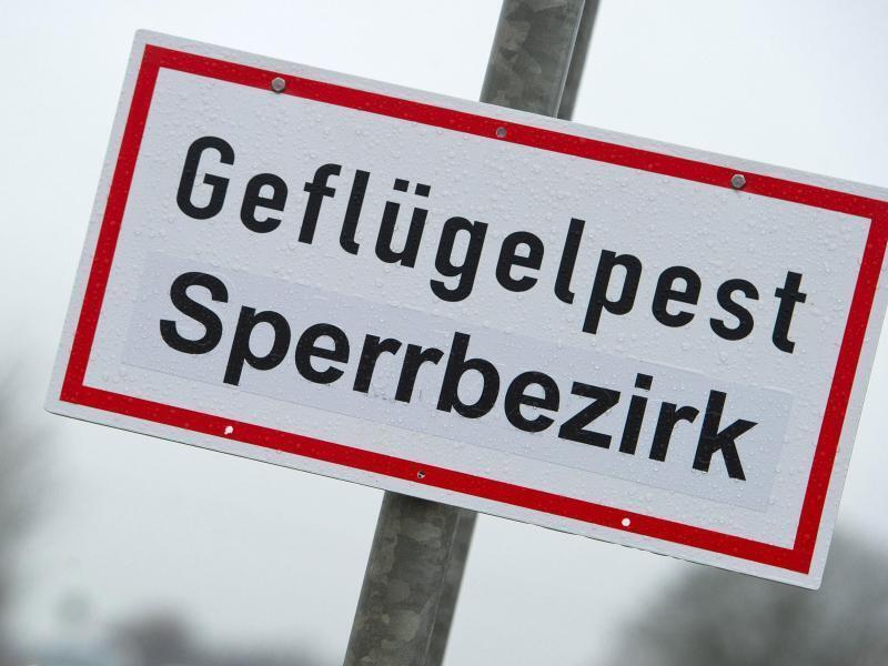 Geflügelpest-Ausbruch im Kreis Harburg – Stallpflicht ausgeweitet Ein Schild mit der Aufschrift „Geflügelpest Sperrbezirk“ hängt auf einer Straße (Symbolbild). Foto: Stefan Sauer/dpa-Zentralbild/dpa/Archivbild