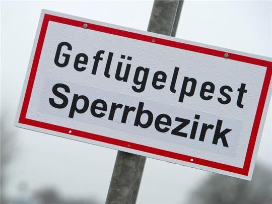 Ein Schild mit der Aufschrift „Geflügelpest Sperrbezirk“ hängt auf einer Straße (Symbolbild). Foto: Stefan Sauer/dpa-Zentralbild/dpa/Archivbild
