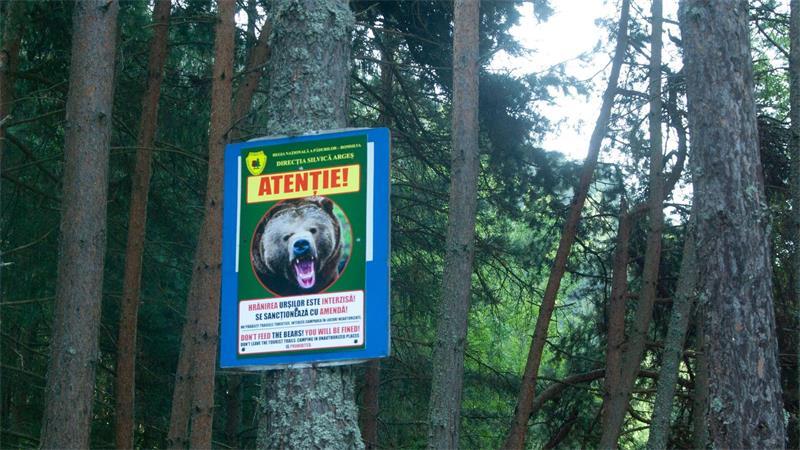 Rumänien verdoppelt Abschussquote für Bären trotz Kritik Ein Schild warnt vor Bären am Rande einer Bergstraße in den Karpaten. (Archivbild)