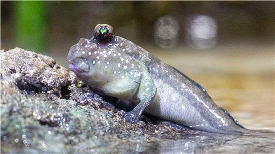 Ein Schlammspringer liegt in der neuen Mangroven-Anlage im Frankfurter Zoo.