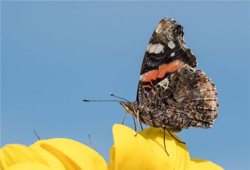 Britische Schmetterlingszahl auf Vier-Jahres-Hoch Ein Schmetterling der Gattung «Admiral».