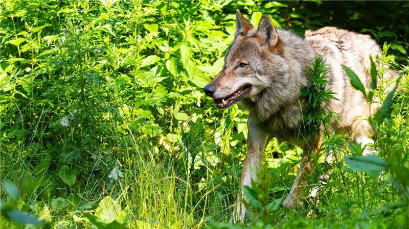 Ein „Schnellabschuss“ eines Wolfs? Der kommt für Naturschützer nur unter ganz bestimmten Voraussetzungen infrage. Eine Absage gibt es für den Abschuss ganzer Rudel.