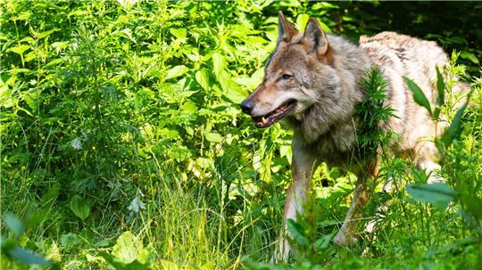 Ein „Schnellabschuss“ eines Wolfs? Der kommt für Naturschützer nur unter ganz bestimmten Voraussetzungen infrage. Eine Absage gibt es für den Abschuss ganzer Rudel.