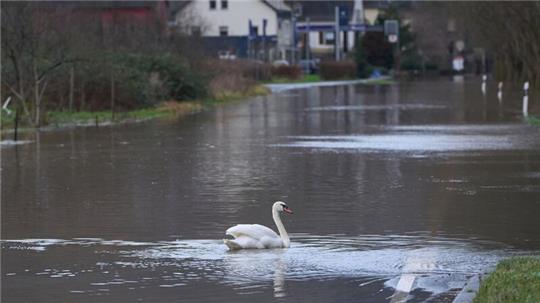 Ein Schwan auf einer überfluteten Bundesstraße in Rheinland-Pfalz.