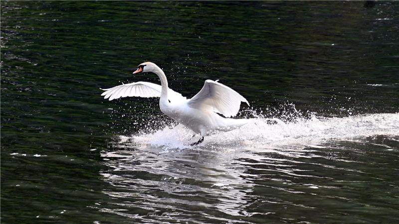 Ein Schwan landet im Decksteiner Weiher. 