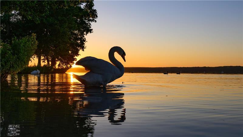 Bilder des Tages Ein Schwan steht im flachen Wasser des Scharmützelsees während des Sonnenaufgangs.