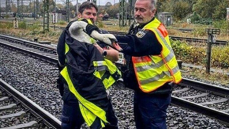 Ein Schwan wurde aus einem Gleisbereich gerettet.