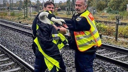 Ein Schwan wurde aus einem Gleisbereich gerettet.