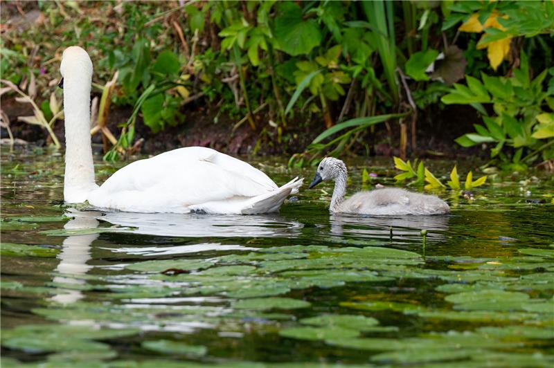 So liebevoll kümmert sich Olaf Nieß seit 27 Jahren um seine Alsterschwäne Ein Schwanenküken schwimmt hinter einem Elternteil am Ufer der Außenalster. Foto: Jonas Walzberg/dpa