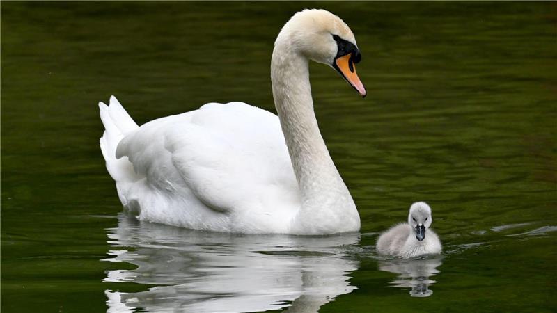 Ein Schwanenküken schwimmt im Englischen Garten in München neben einem Elterntier.