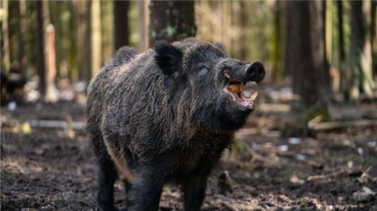 Ein Schwarzwild-Keiler steht in seinem Gehege in einem Wildpark.