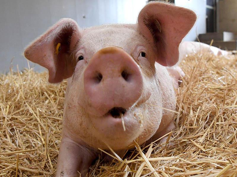 Ein Schwein liegt in einem Schweinestall auf Stroh. Foto: Marijan Murat/dpa