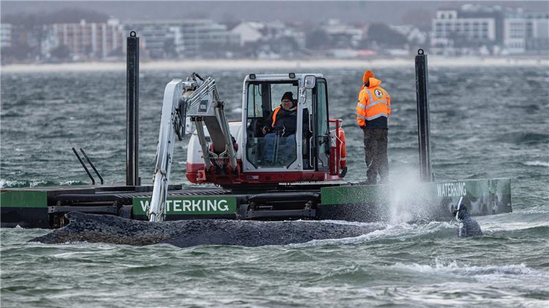 Buckelwal befreit sich in der Nacht von Ostsee-Sandbank Ein Schwimmbagger arbeitet neben einem gestrandeten Buckelwal (Megaptera novaeangliae) in der Ostsee während ein Helfer (r) versucht den Wal zu beruhigen. Experten versuchen erneut, den vor Timmendorfer Strand festsitzenden Buckelwal freizubekommen.