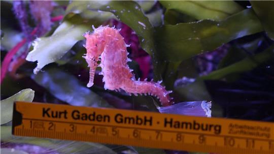 Ein Seepferdchen wird bei einer Bestandskontrolle im Tropen-Aquarium von Hagenbecks Tierpark vermessen.
