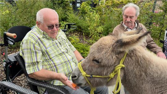 Ein Senior der Tagespflege füttert den Esel.