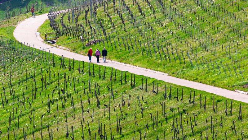 Spaziergänger gehen bei schönem Wetter durch die Weinberge nahe Stuttgart-Rotenberg und Uhlbach.
