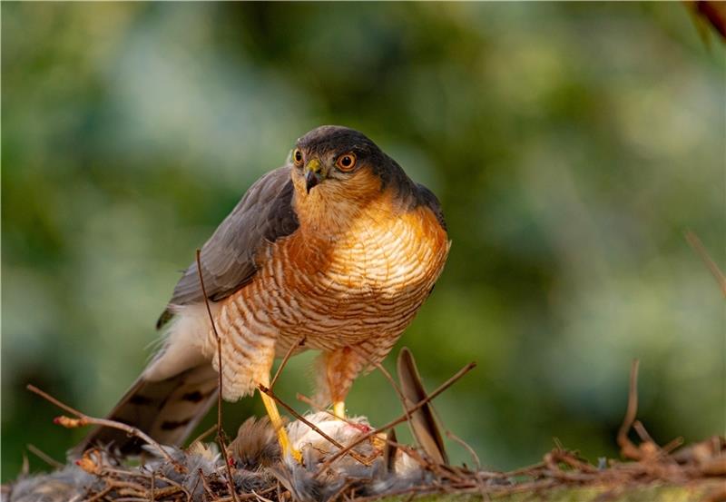 Ein Sperber hat seine Beute fest im Blick. Foto: Paulin