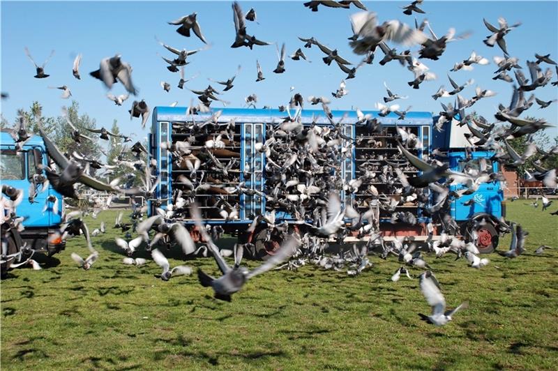 Ein Spezial-Lkw, der Kabinenexpress , transportiert Tausende Brieftauben zum Auflassplatz. Von hier aus fliegen sie gen Heimat. Fotos: Verband