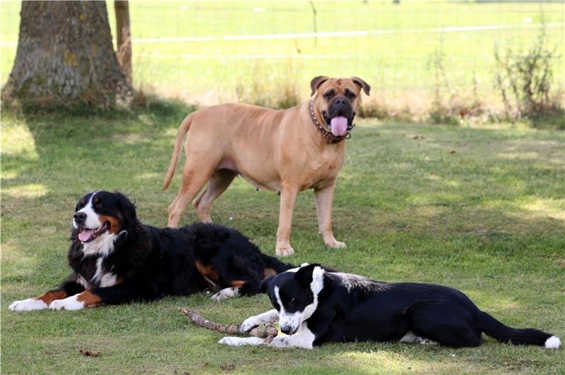 Ein Spielplatz für Hunde – der Traum vieler Hundehalter in Himmelpforten. Ein Verein, der den Spielplatz führt, hat sich bereits gegründet. Doch die Suche nach einem Grundstück verlief bislang erfolglos. Foto: dpa