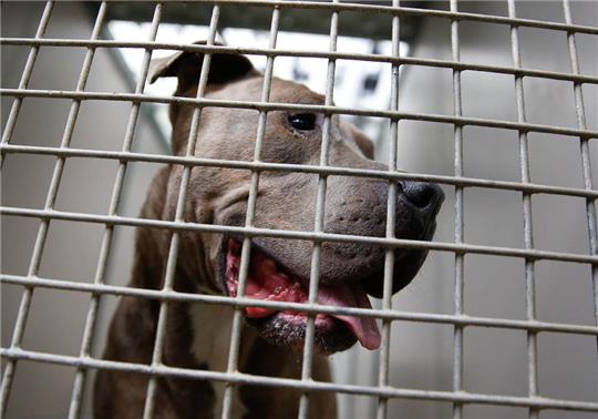 Ein Staffordshire Bullterrier schaut durch die Gitterstäbe eines Tierheim-Zwingers. Die Hamburger CDU zeigt sich besorgt über die steigende Anzahl von gefährlichen Hunden, die sichergestellt werden. Foto: Axel Heimken/dpa