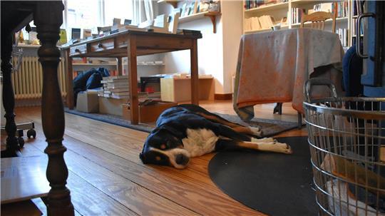 Berner Sennenhund Helene liegt auf dem Boden im Buchladen von Sabine Koopmann.