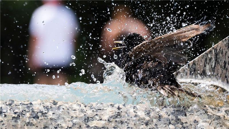 Ein Star taucht in einen Springbrunnen am Denkmal für den Zweiten Weltkrieg auf der National Mall in Washington ein.