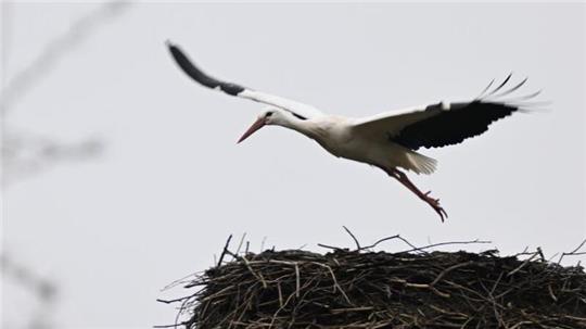 Ein Storch bezieht das Nest an den Bahngleisen in Bargstedt.